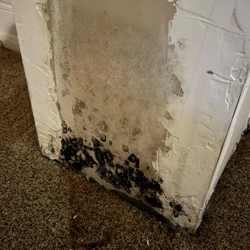 Professional Mold Removal in Piedmont, OK